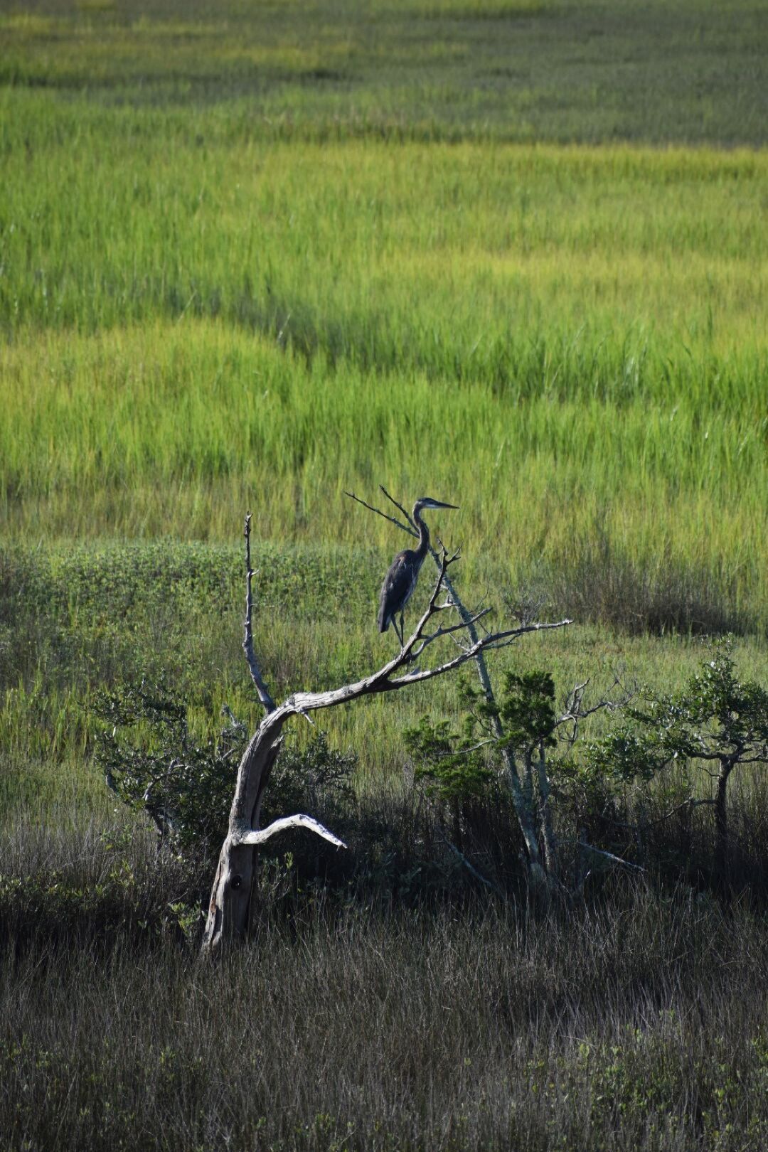 Crane on the marsh